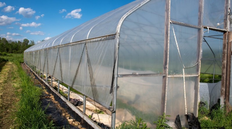 Hakurei Turnips: Planting, Growing & Care Guide for Sweet & Crisp Roots
