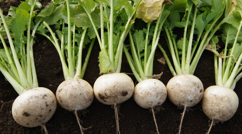 Hakurei Turnips: Planting, Growing & Care Guide for Sweet & Crisp Roots