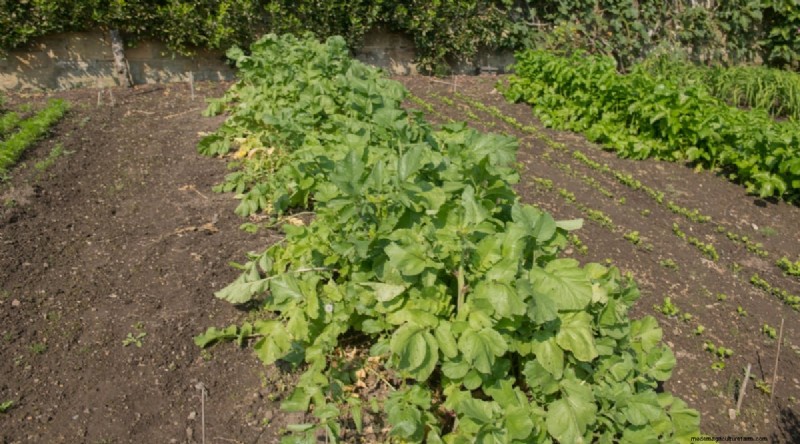 Hakurei Turnips: Planting, Growing & Care Guide for Sweet & Crisp Roots
