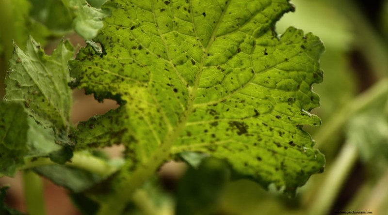 Hakurei Turnips: Planting, Growing & Care Guide for Sweet & Crisp Roots