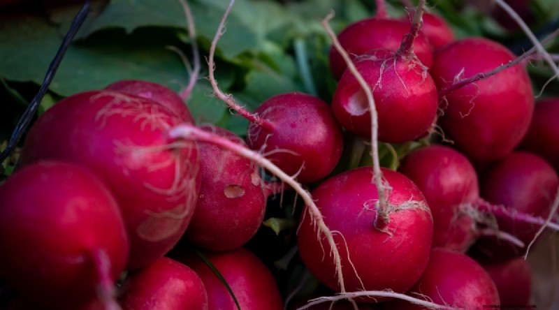 Hakurei Turnips: Planting, Growing & Care Guide for Sweet & Crisp Roots