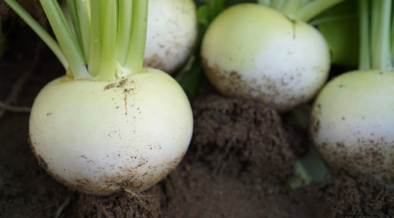 Hakurei Turnips: Planting, Growing & Care Guide for Sweet & Crisp Roots