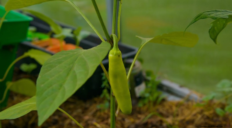 Maximize Your Pepper Yield: 7 Proven Growing Secrets