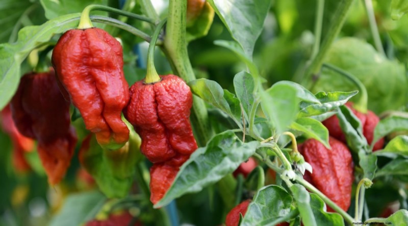 Maximize Your Pepper Yield: 7 Proven Growing Secrets