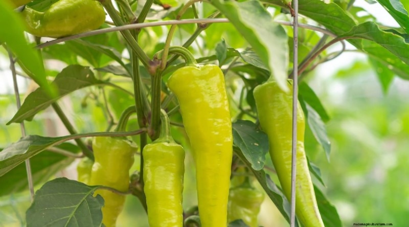 Maximize Your Pepper Yield: 7 Proven Growing Secrets