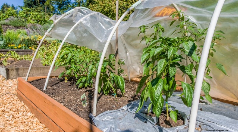 Maximize Your Pepper Yield: 7 Proven Growing Secrets
