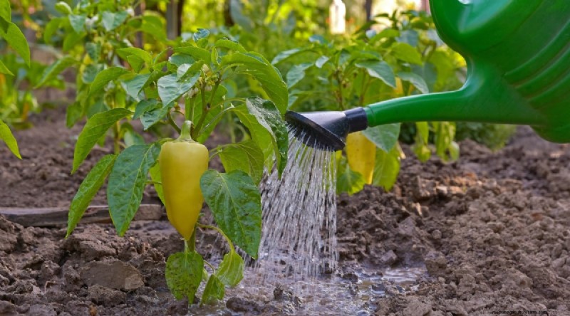 Maximize Your Pepper Yield: 7 Proven Growing Secrets