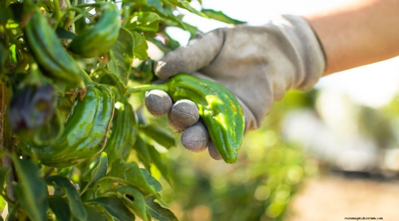 Maximize Your Pepper Yield: 7 Proven Growing Secrets