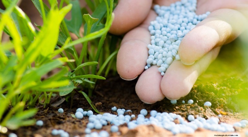 Maximize Your Pepper Yield: 7 Proven Growing Secrets
