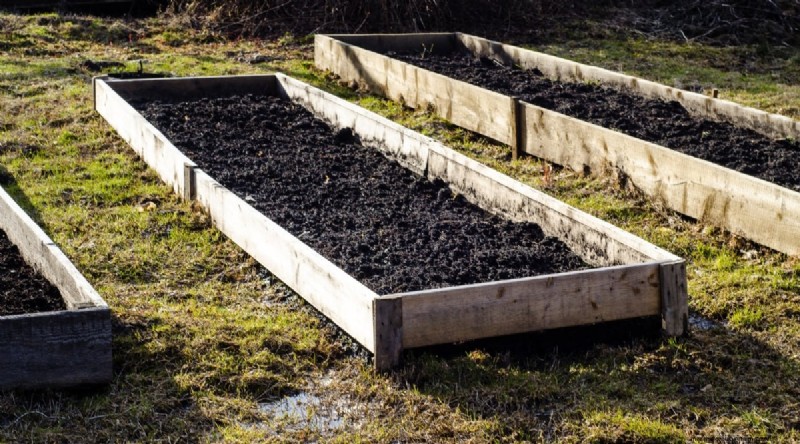 Tomato Overwatering: 7 Signs & How to Rescue Your Plants