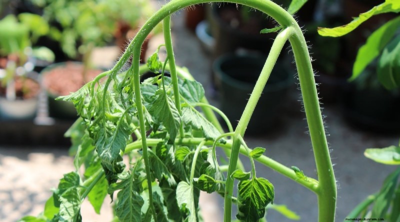Tomato Overwatering: 7 Signs & How to Rescue Your Plants