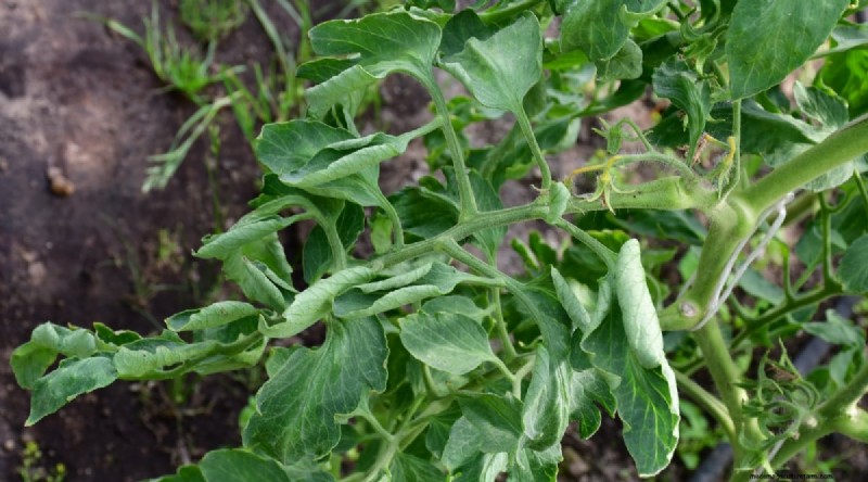 Tomato Overwatering: 7 Signs & How to Rescue Your Plants
