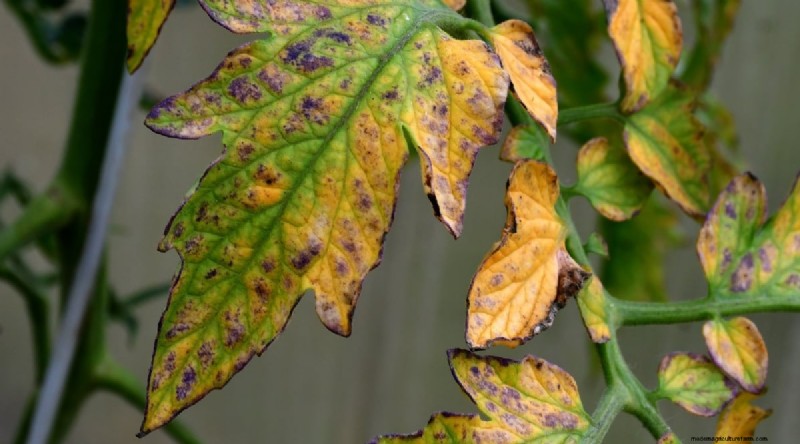 Tomato Overwatering: 7 Signs & How to Rescue Your Plants