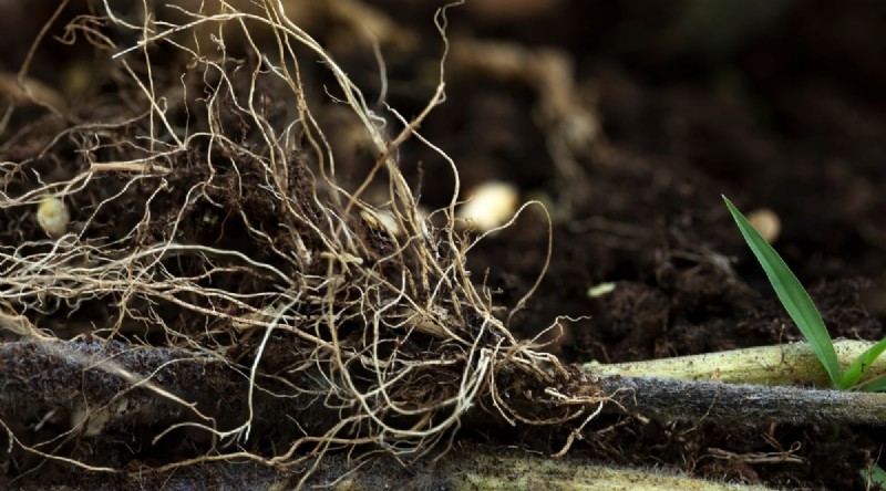 Tomato Overwatering: 7 Signs & How to Rescue Your Plants