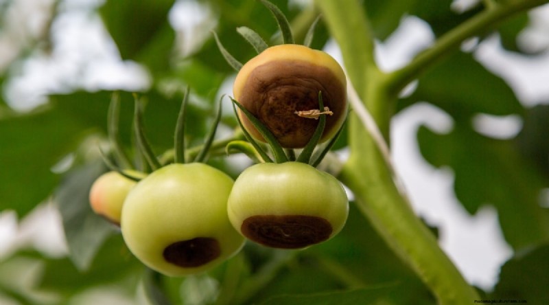 Tomato Overwatering: 7 Signs & How to Rescue Your Plants