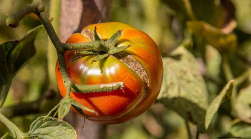 Tomato Overwatering: 7 Signs & How to Rescue Your Plants