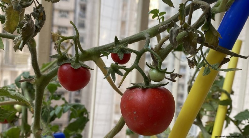 Recognizing Tomato Underwatering: 7 Warning Signs & Solutions
