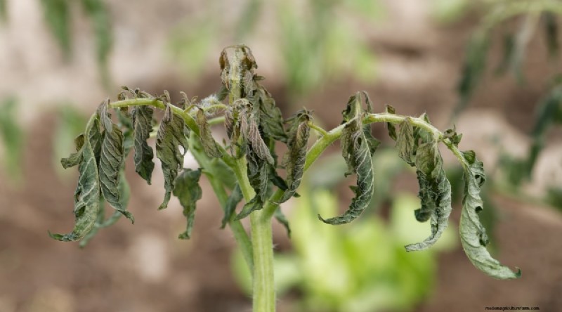 Recognizing Tomato Underwatering: 7 Warning Signs & Solutions