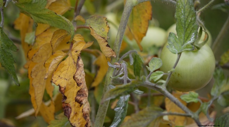 Recognizing Tomato Underwatering: 7 Warning Signs & Solutions