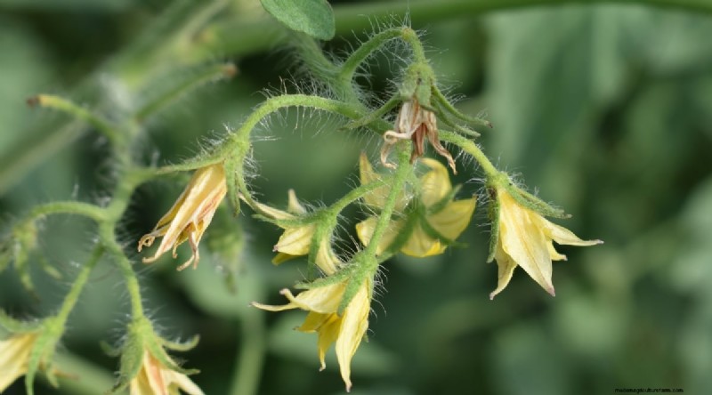 Recognizing Tomato Underwatering: 7 Warning Signs & Solutions