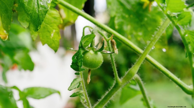 Recognizing Tomato Underwatering: 7 Warning Signs & Solutions
