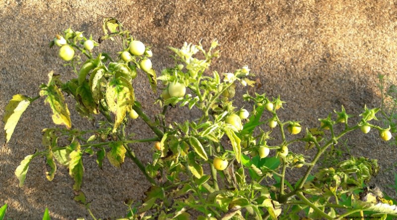 Recognizing Tomato Underwatering: 7 Warning Signs & Solutions