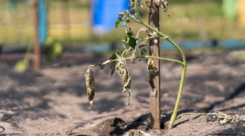 Recognizing Tomato Underwatering: 7 Warning Signs & Solutions