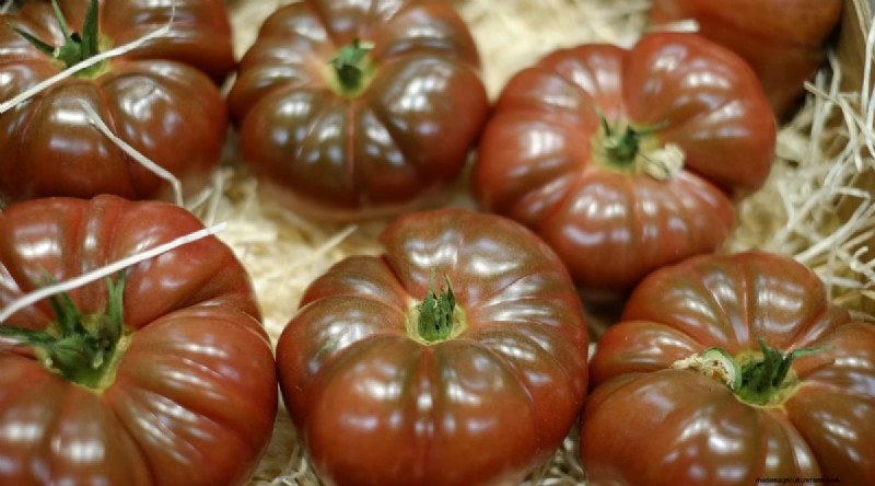Cherokee Purple Tomatoes: Planting, Growing & Care Guide
