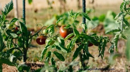 Cherokee Purple Tomatoes: Planting, Growing & Care Guide