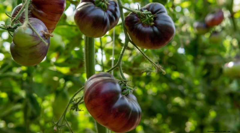 Cherokee Purple Tomatoes: Planting, Growing & Care Guide