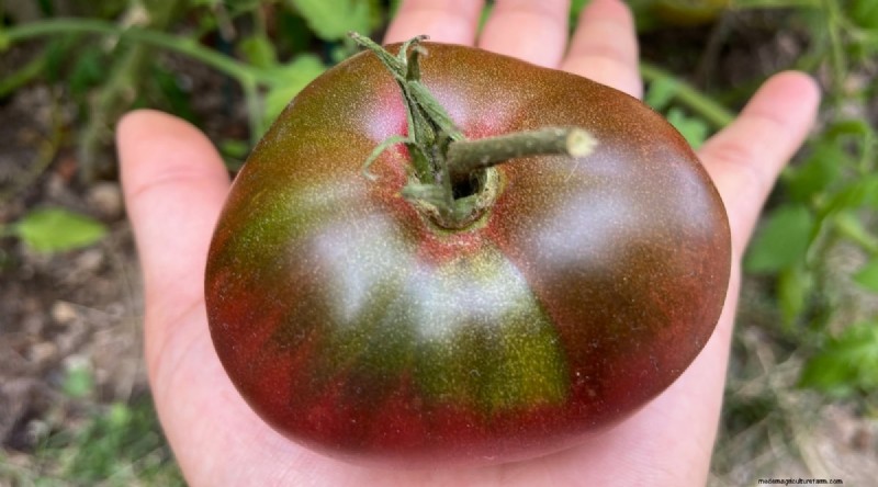Cherokee Purple Tomatoes: Planting, Growing & Care Guide