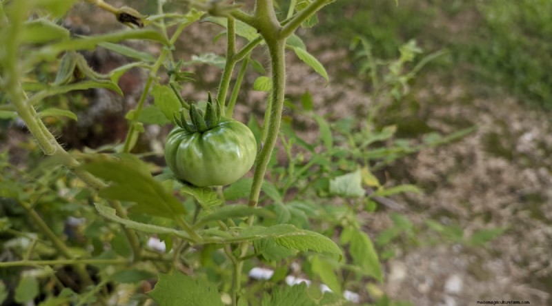 Cherokee Purple Tomatoes: Planting, Growing & Care Guide
