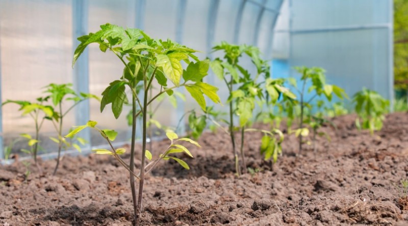 Cherokee Purple Tomatoes: Planting, Growing & Care Guide