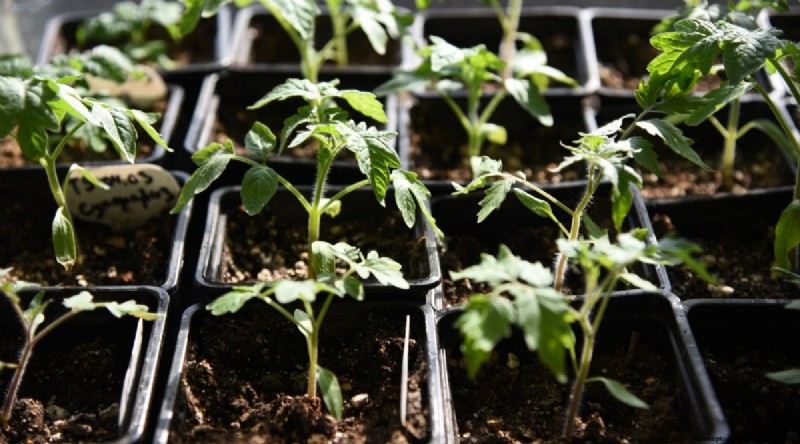 Cherokee Purple Tomatoes: Planting, Growing & Care Guide