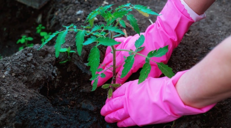 Cherokee Purple Tomatoes: Planting, Growing & Care Guide