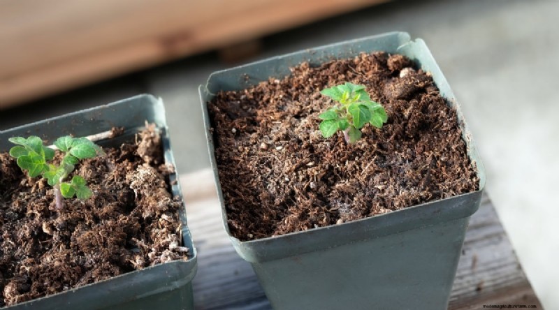 Cherokee Purple Tomatoes: Planting, Growing & Care Guide