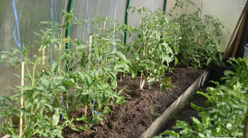 Cherokee Purple Tomatoes: Planting, Growing & Care Guide