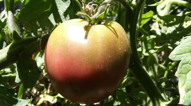 Cherokee Purple Tomatoes: Planting, Growing & Care Guide