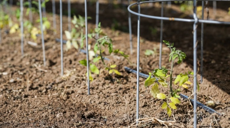 Cherokee Purple Tomatoes: Planting, Growing & Care Guide