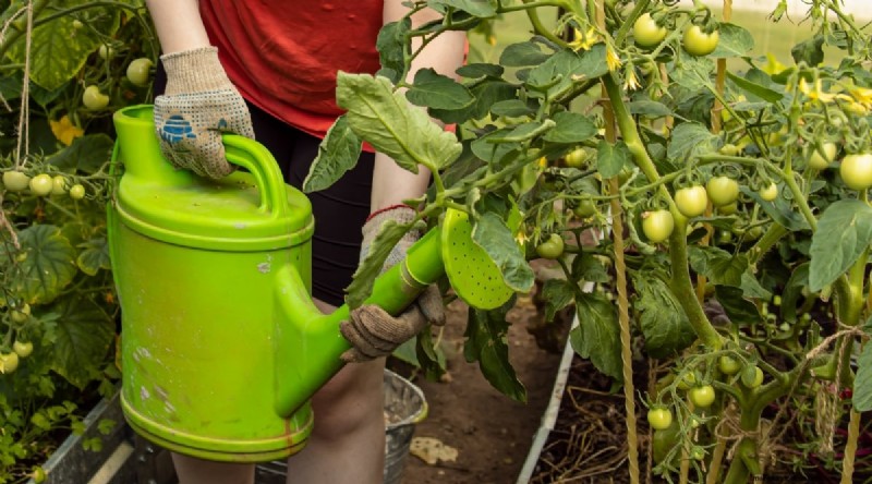 Cherokee Purple Tomatoes: Planting, Growing & Care Guide
