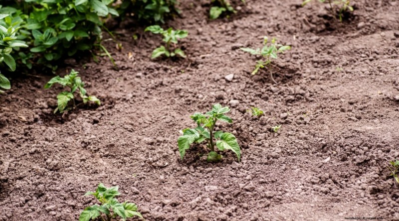 Cherokee Purple Tomatoes: Planting, Growing & Care Guide