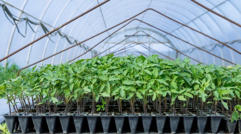 Cherokee Purple Tomatoes: Planting, Growing & Care Guide