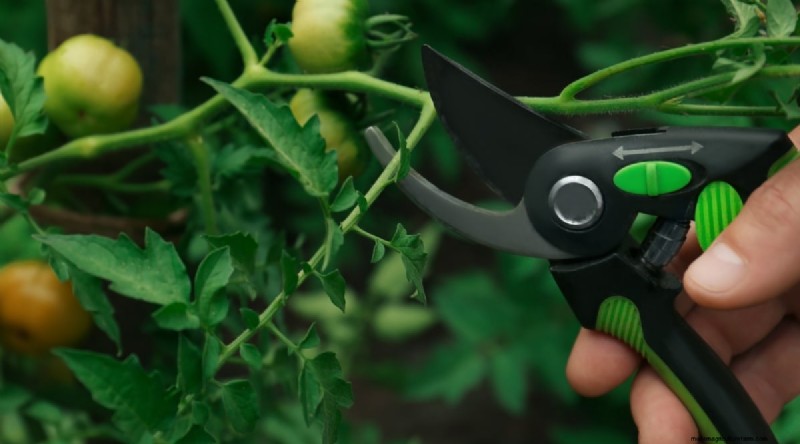 Cherokee Purple Tomatoes: Planting, Growing & Care Guide