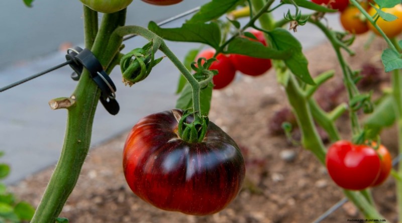 Cherokee Purple Tomatoes: Planting, Growing & Care Guide