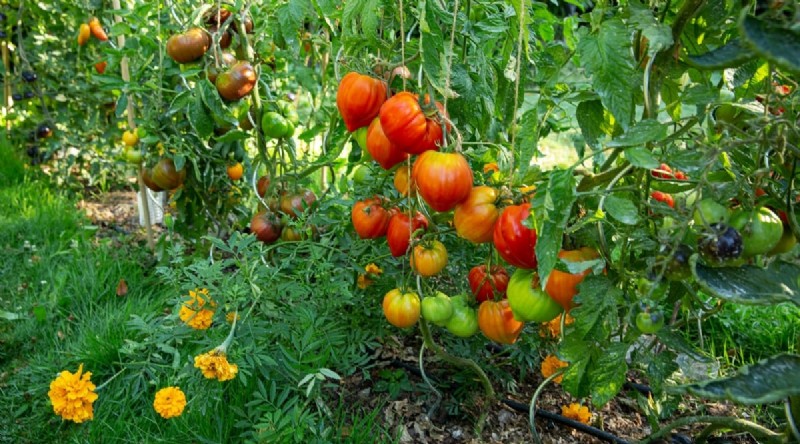 Cherokee Purple Tomatoes: Planting, Growing & Care Guide