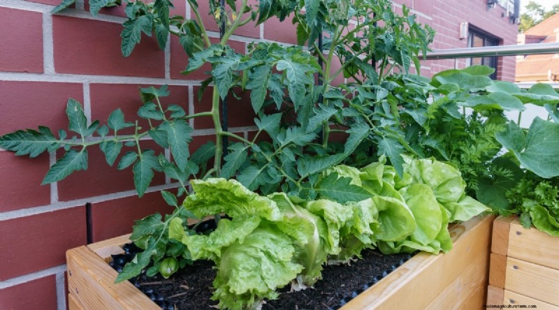 Cherokee Purple Tomatoes: Planting, Growing & Care Guide