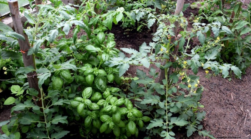 Cherokee Purple Tomatoes: Planting, Growing & Care Guide