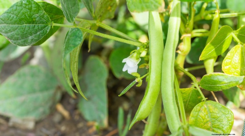 Cherokee Purple Tomatoes: Planting, Growing & Care Guide