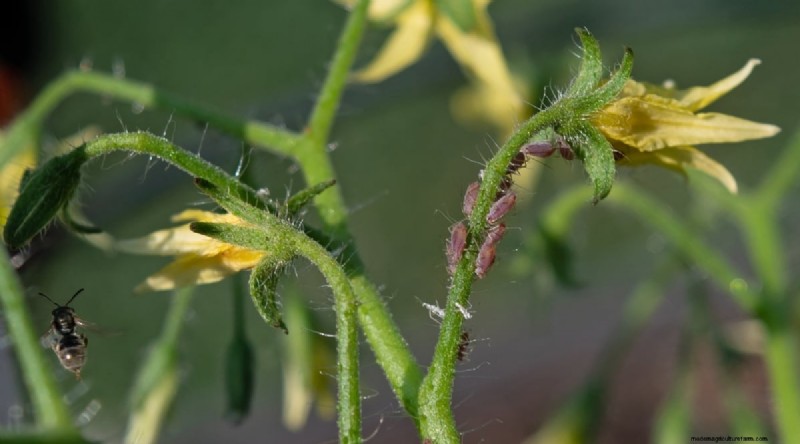 Cherokee Purple Tomatoes: Planting, Growing & Care Guide