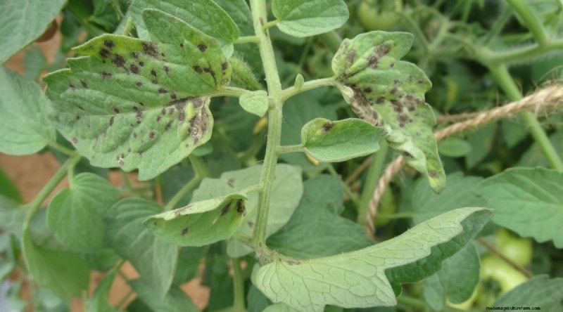 Cherokee Purple Tomatoes: Planting, Growing & Care Guide
